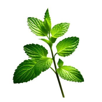 Fresh mint leaves isolated on white transparent background png