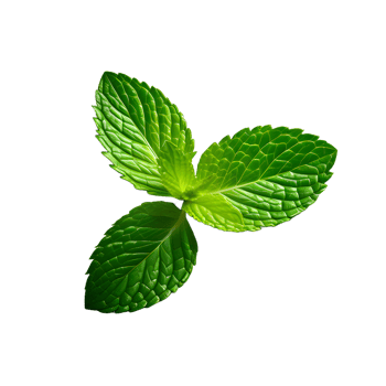 Fresh mint leaves isolated on white transparent background png