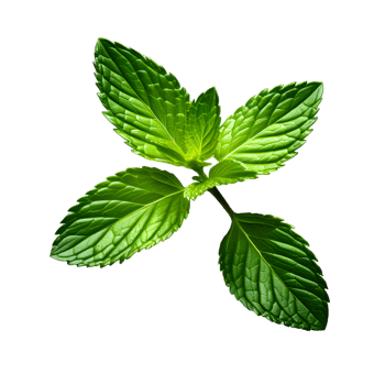 Fresh mint leaves isolated on white transparent background png