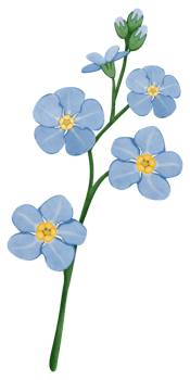 Hand draw Forget Me Not, blue flower png