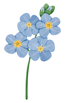 Hand draw Forget Me Not, blue flower png