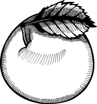 Apple fruit hand drawn engraving style vector illustrations. Gala apple fruit drawing vintage clip art isolated on white background.