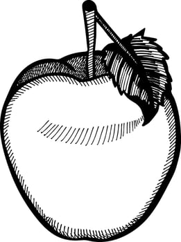 Apple fruit hand drawn engraving style vector illustrations. Gala apple fruit drawing vintage clip art isolated on white background.