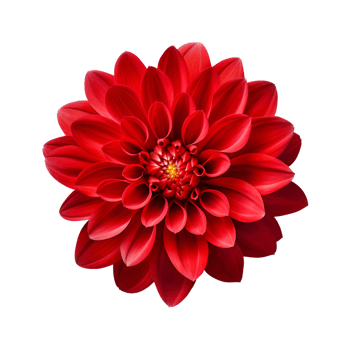 AI generated Maroon chrysanthemum flower  isolated on transparent background generative AI png