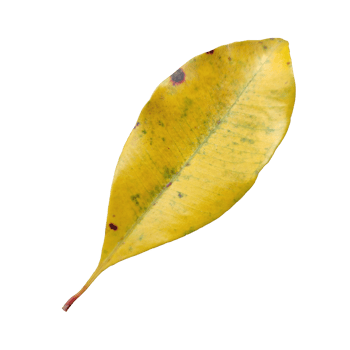 Old Leaf elements transparent background png