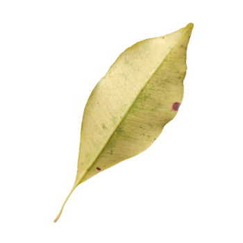 Old Leaf elements transparent background png