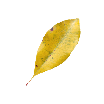 Old Leaf elements transparent background png