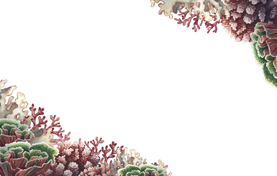 Coral frame. Undersea world. Watercolor hand drawn. Aquarium, tropical, reef. Concept for label, business card and banner, postcard and flyer, brochure template. png
