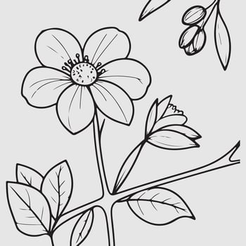 simple drawing lines of a realistic flower perched on branch flower vector