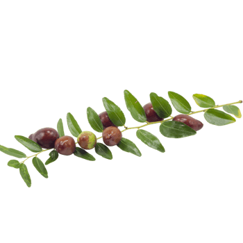 branch leaves and fruits of jujure png