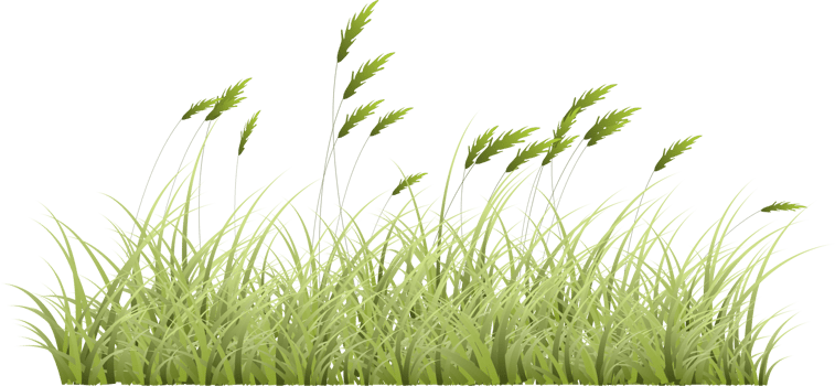 grass illustration transparent background png