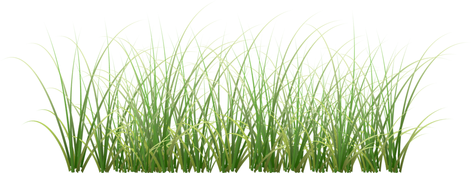 grass illustration transparent background png