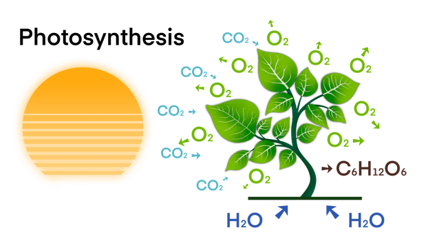 photosynthesis, plant has emerged from nutrient-rich soil and surrounded by a variety of chemical elements that are essential for photosynthesis, including carbon dioxide, water, oxygen, and glucose png