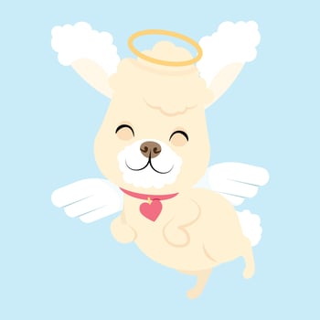 White curly little cute poodle with angel wings vector