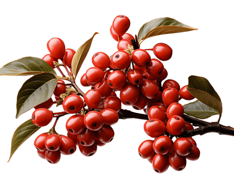 AI generated Red Coffee Beans on a Branch with Leaves Isolated on Transparent Background. Coffee Berries. Generative Ai png