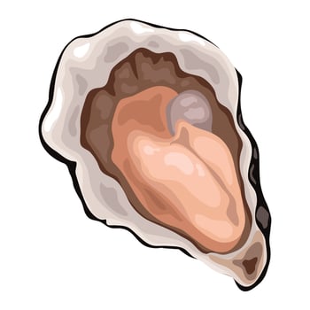 Fresh sea oyster, fresh seafood. vector