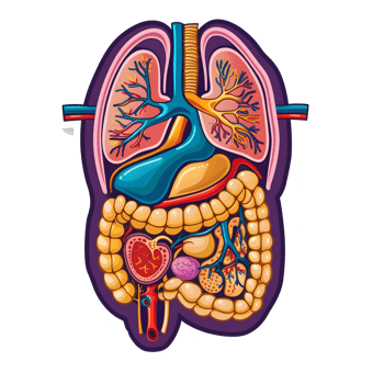 AI generated 3d Human Organs set sticker style over transparent background - Ai generated png