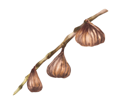 Watercolor dried fig fruits hanging and plucked, falling off the branch Dry fruits arrangement. Food plant clipart for card, label, sticker, price tag Hand drawn illustration png