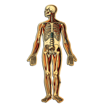 AI generated Human skeleton anatomy organs sticker style on transparent background - Ai generated png