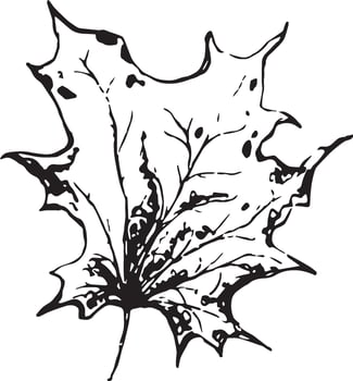 Sketch drawing of a maple leaf in black and white outline. Vintage maple, great design for any purposes. vector