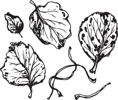 Hand drawn black leaves. Vintage leaf, great design for any purposes. vector