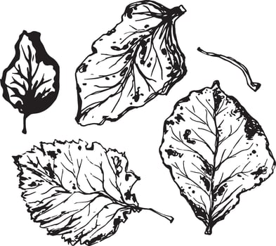 Hand drawn black leaves. Vintage leaf, great design for any purposes. vector