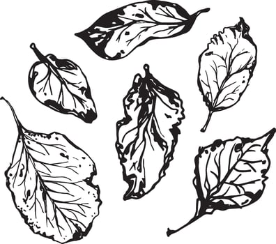 Hand drawn black leaves. Vintage leaf, great design for any purposes. vector