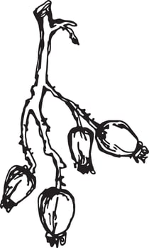 Hand drawn black rosehip. Vintage rosehip, great design for any purposes. vector