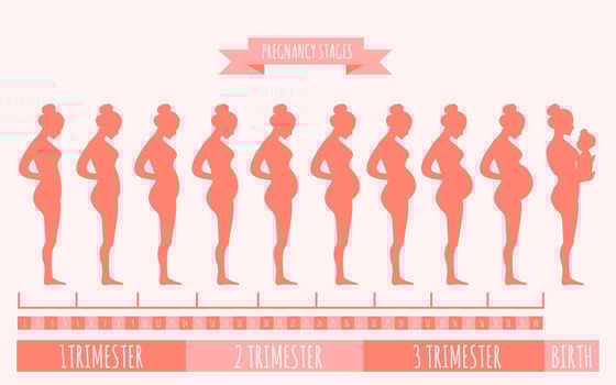 Vector illustration of pregnant female silhouettes. Changes in a woman's body in pregnancy. Pregnancy stages, trimesters and birth, pregnant woman and baby. Infographic elements
