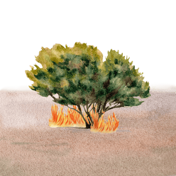 Australian bushfire composition. Green tree burning with fire flames with outback sandy desert background. Environmental awareness concept. Natural watercolor illustration on transparent background png