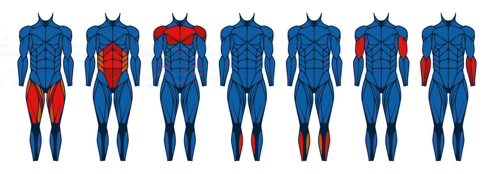 Human body muscle front. Anatomy muscles front view, man arm and chest muscles, active male bodybuilding with triceps and biceps. Vector set