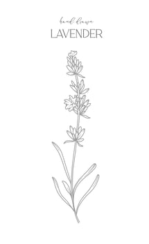 Lavender Line Drawing. Black and white Floral Frames. Floral Line Art. Fine Line Lavender illustration. Hand Drawn Outline flowers. Botanical Coloring Page. Wedding invitation flowers vector