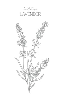 Lavender Line Drawing. Black and white Floral Frames. Floral Line Art. Fine Line Lavender illustration. Hand Drawn Outline flowers. Botanical Coloring Page. Wedding invitation flowers vector