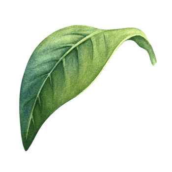The green leaf of the plant. A hand-drawn watercolor illustration. Highlight it. An element for the design of packaging, postcards and labels. For banners, flyers, flyers and posters. png