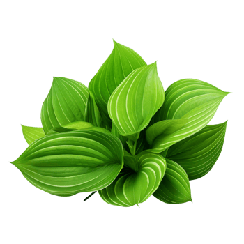 AI generated Green leaves hosta plant bush clip art png