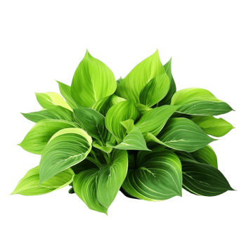 AI generated Green leaves hosta plant bush clip art png