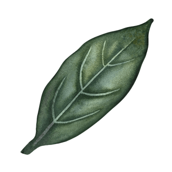 The green leaf of the plant. A hand-drawn watercolor illustration. Highlight it. An element for the design of packaging, postcards and labels. For banners, flyers, flyers and posters. png