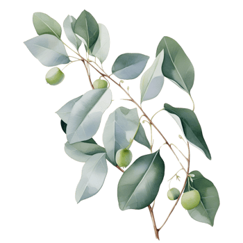 AI generated Eucalyptus leaf wedding png