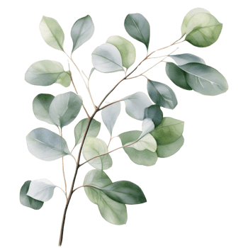 AI generated Eucalyptus leaf wedding png