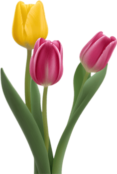 AI generated Tulip clipart. A cute Tulip flower icon. png