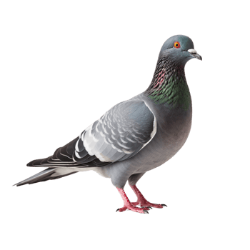 AI generated Pigeon clip art png