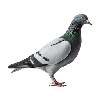 AI generated Pigeon clip art png