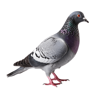 AI generated Pigeon clip art png
