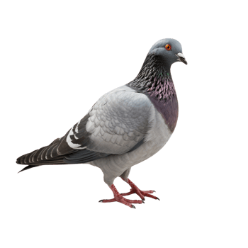 AI generated Pigeon clip art png