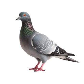 AI generated Pigeon clip art png