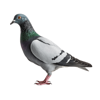 AI generated Pigeon clip art png