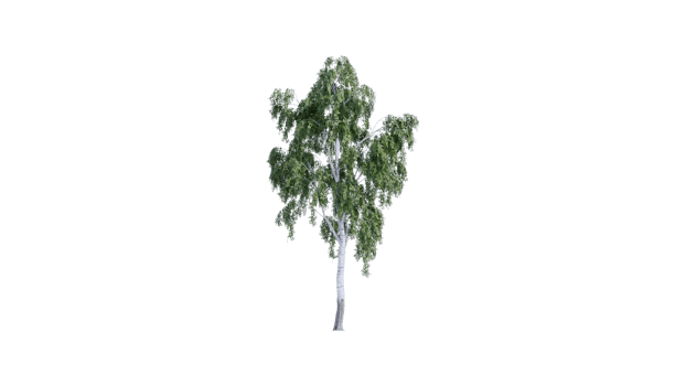 Beautiful side plan of trees all trees short trees and shrubs png