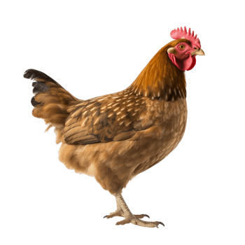 AI generated Chicken clip art png
