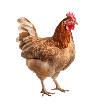 AI generated Chicken clip art png