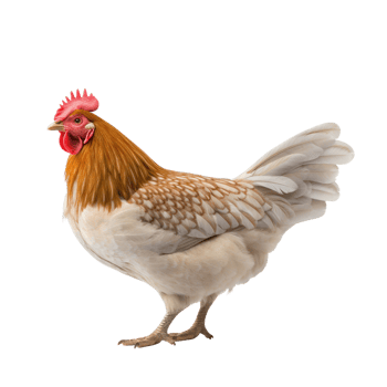 AI generated Chicken clip art png